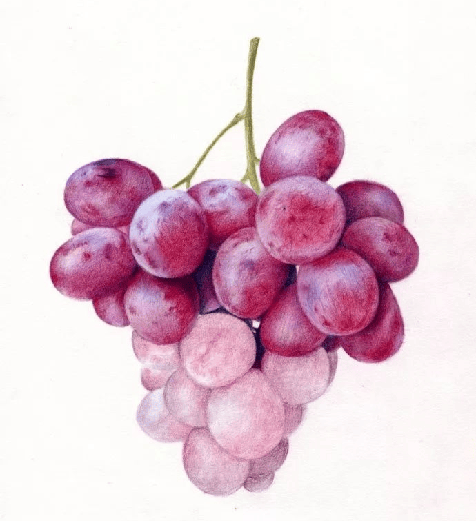 如何画好一串彩铅提子!