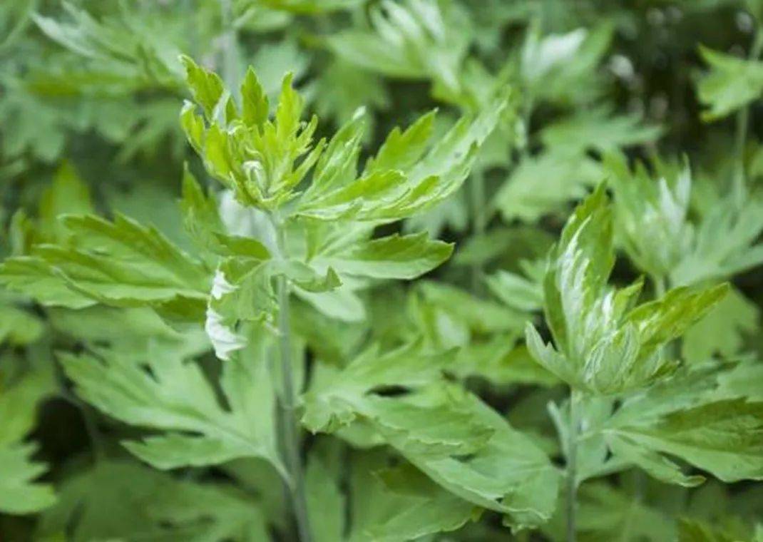 巧手迎端午 · 识闻药草香——义乌市实验小学小海豚中队家长课堂实践