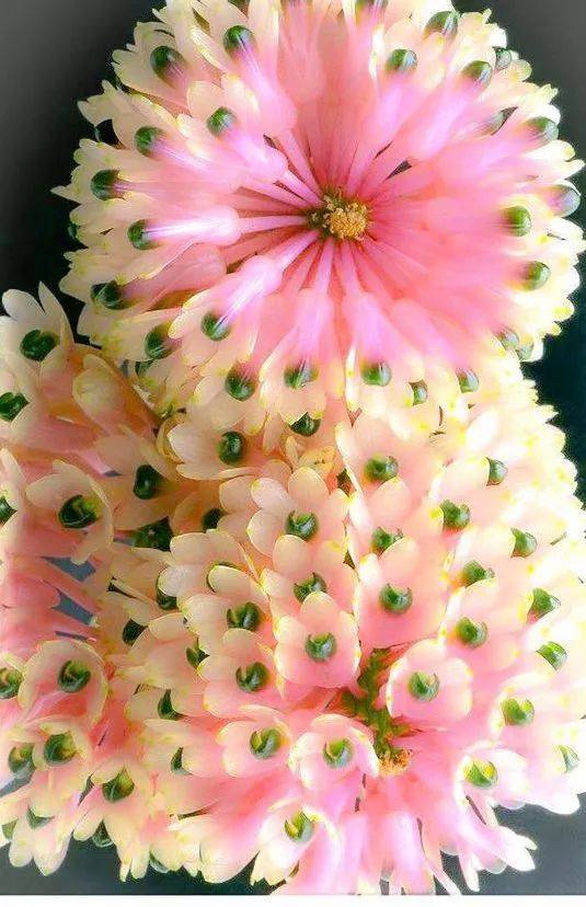 稀世奇花，好美！_花瓣_朵花_漂亮