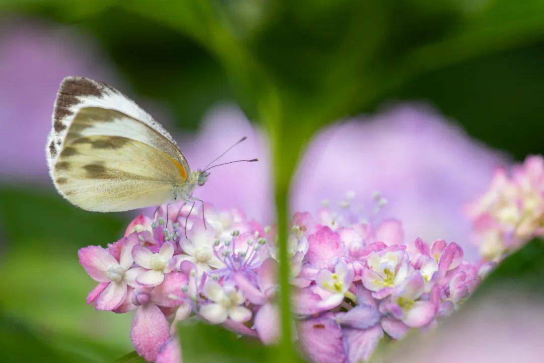 收下这份赏花指南,来共青森林公园探寻仲夏之美