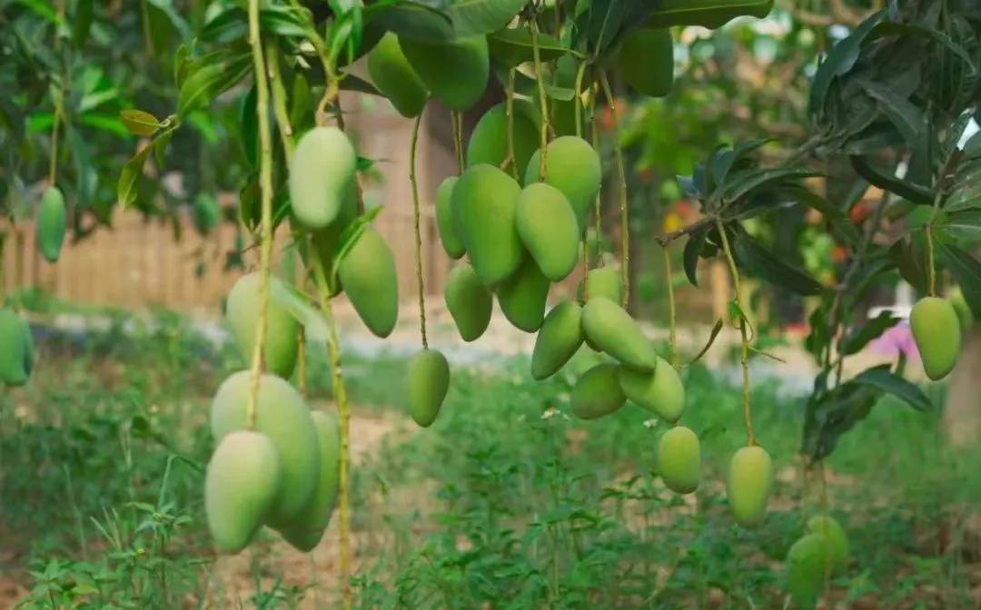 上新"过于密集"!广西夏季"水果自由"模式开启