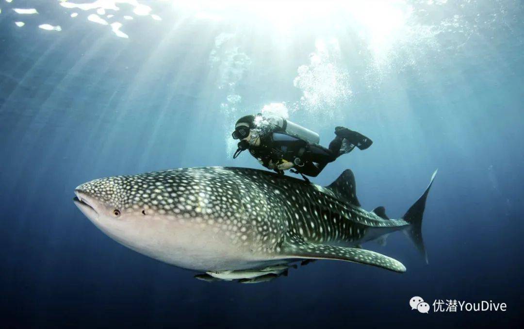 印尼船宿 | 高性价比 klm pearl of papua 巴布亚珍珠号2024-2025年