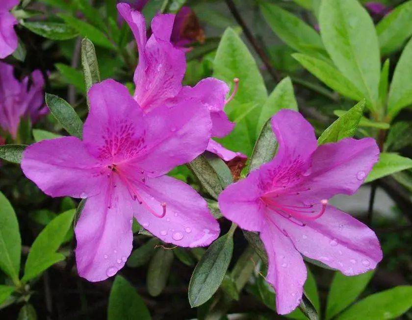 国画素材丨杜鹃花,想想都入画!