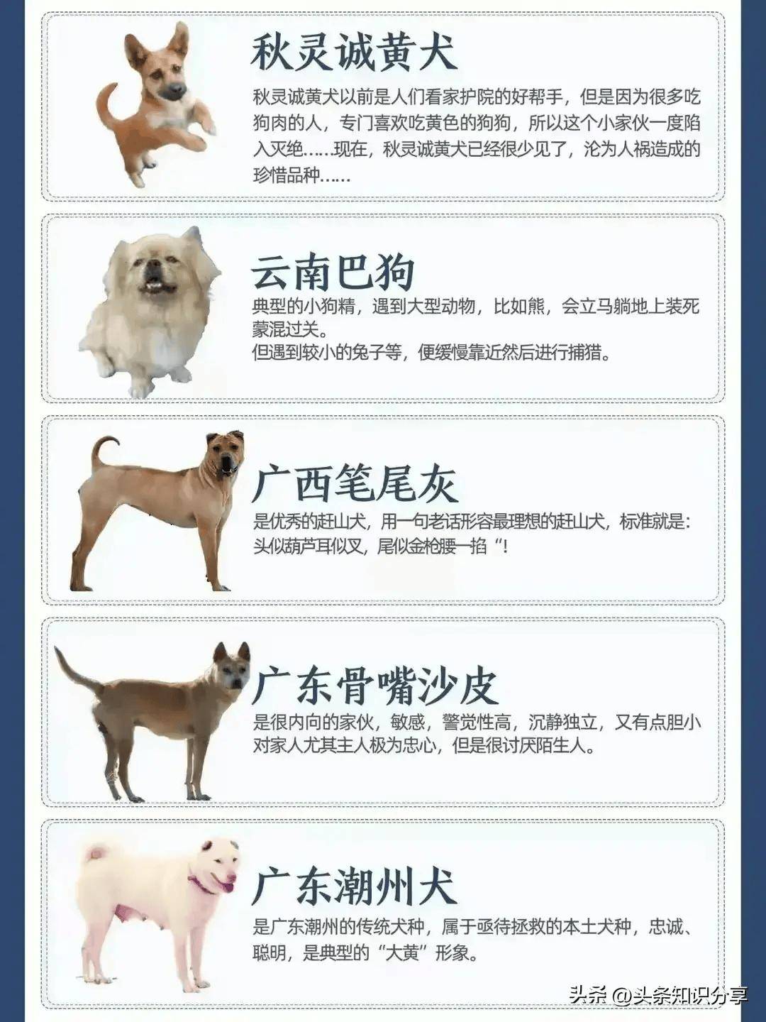 中国犬种大全 品种图片