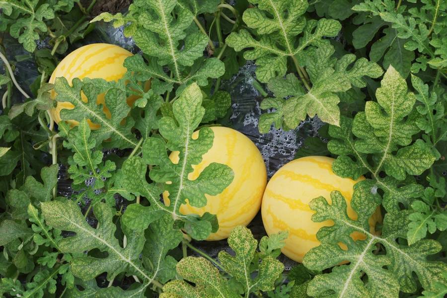 "草莓番茄",黄皮红瓤西瓜上市了,沪郊地产蔬果吃出"小时候的味道"