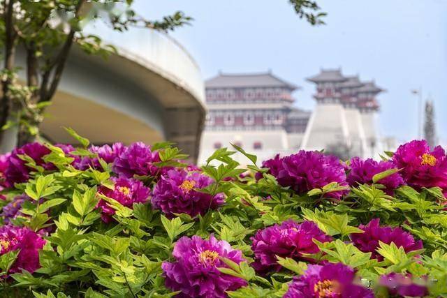 洛阳最值得去的十大景点,去过5个算合格,9个算达人,你去过几个