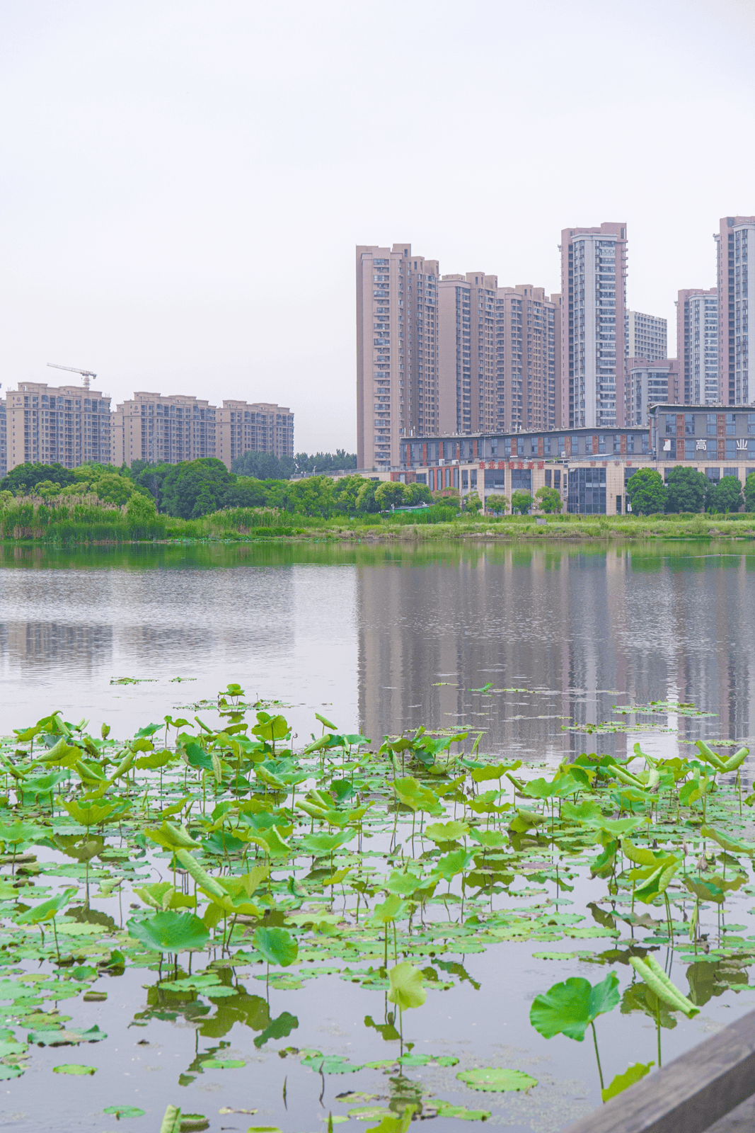 莲花湖公园南京图片