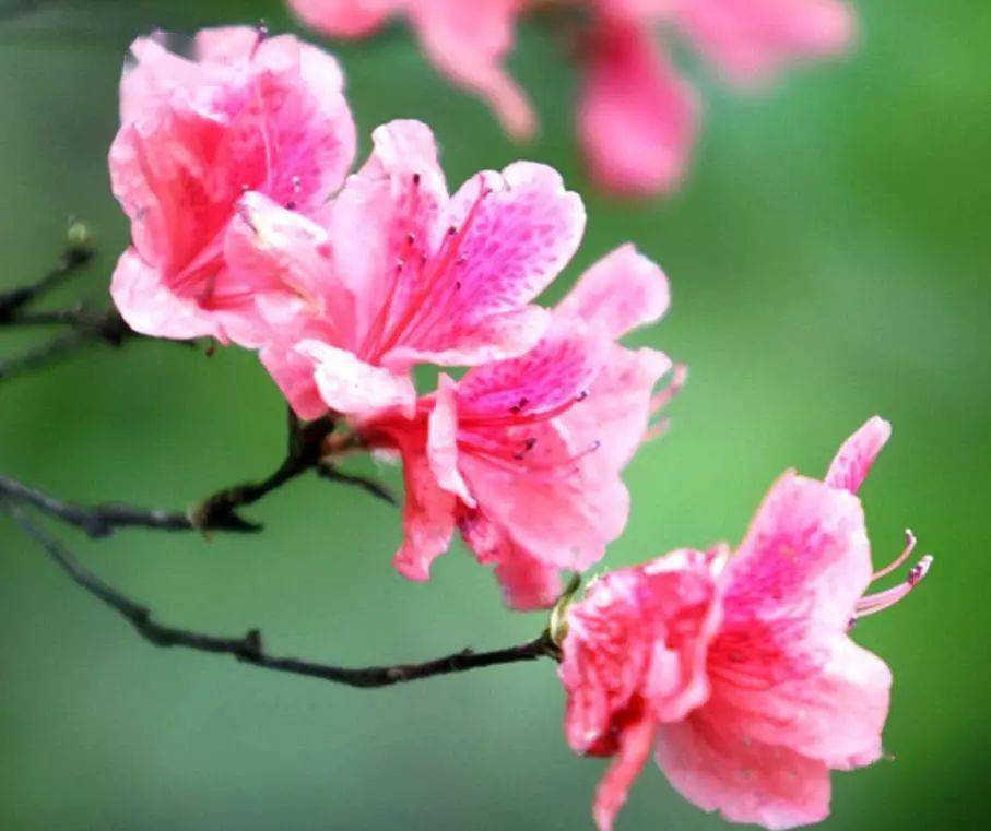 国画素材丨杜鹃花,想想都入画!