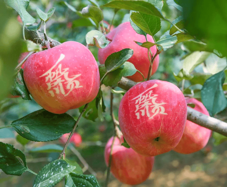 🌸石家庄日报【澳门一码一肖一特一中2024】_城市更新｜杨浦滨江“老工业区”成为城市新名片