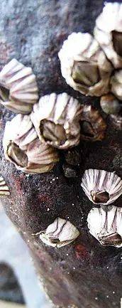 摄食成年藤壶彻底放弃了自由运动能力,主要通过过滤浮游植物和有机