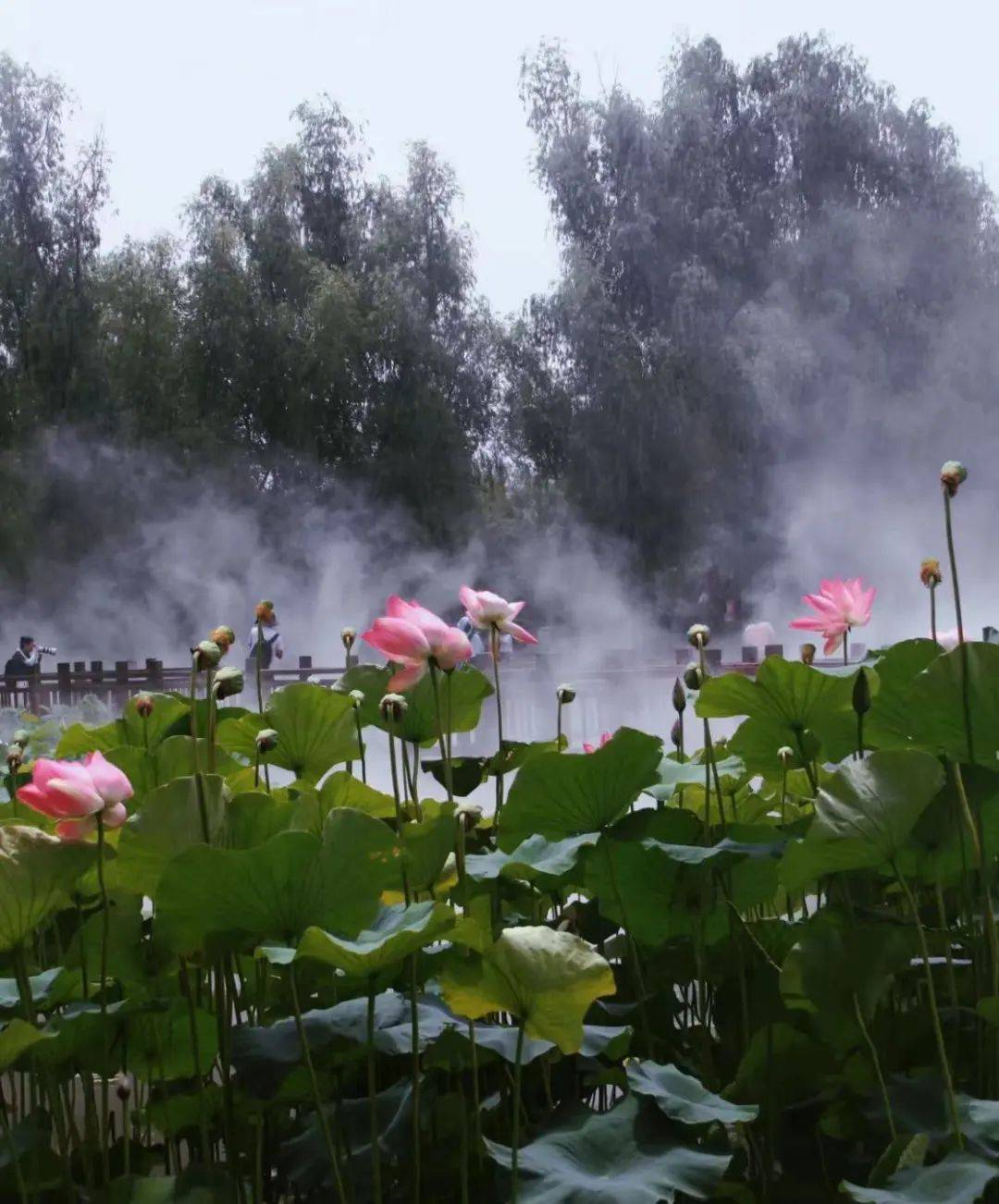 滕州微山湖红荷湿地 | 红荷湿地旅游度假区看点多多,人气满满