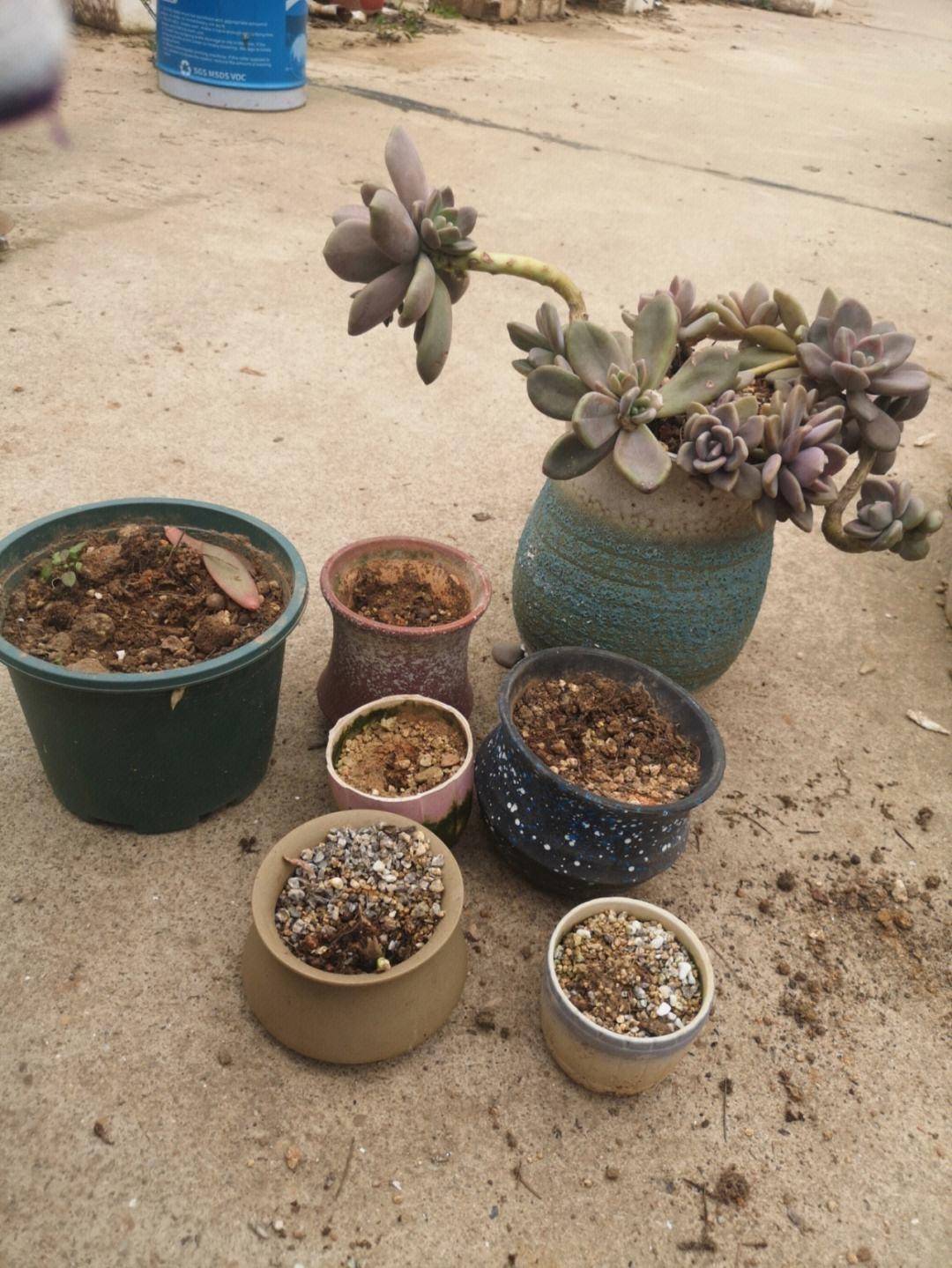 天气热,多肉怎么养?做好3步,再热也不怕,枝叶肥壮,越长越美