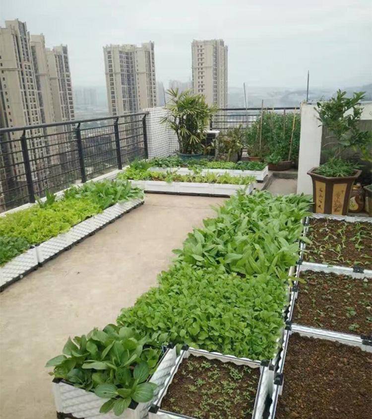 秋天自己种点菜长得真快阳台露台绿油油变成小菜园