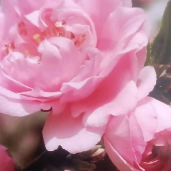 从一朵玫瑰花开始