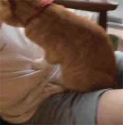 240_244gif 动态图 动图