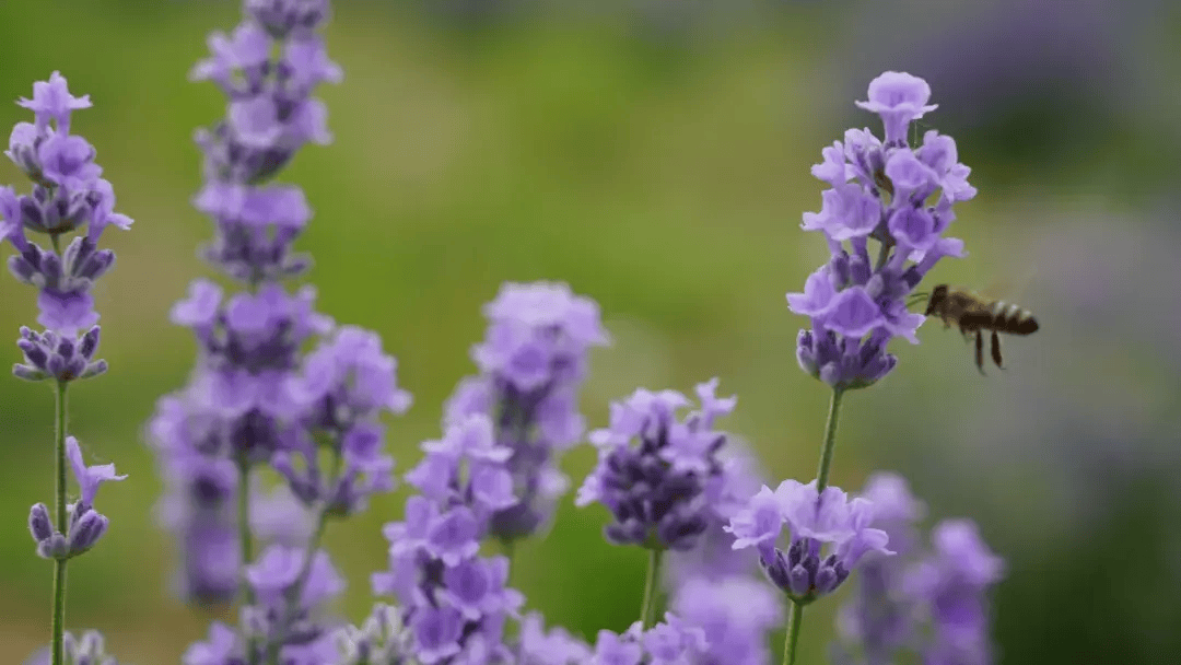 【魅力香城】薰衣草大片来袭~双河六月的绝绝紫在这里→→→快来