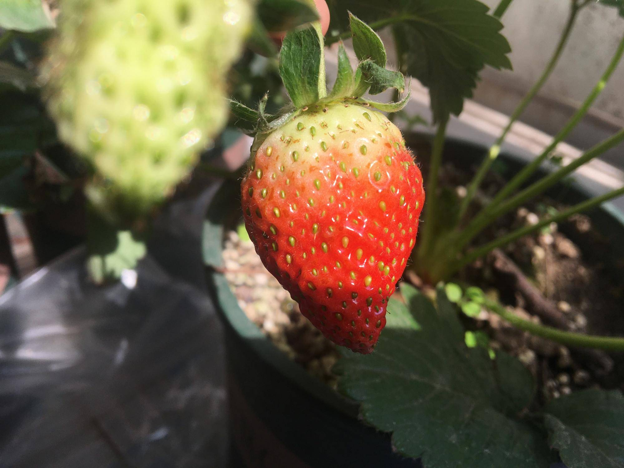 盆栽草莓在家怎么养?有三个方面很重要,春天不愁没果吃