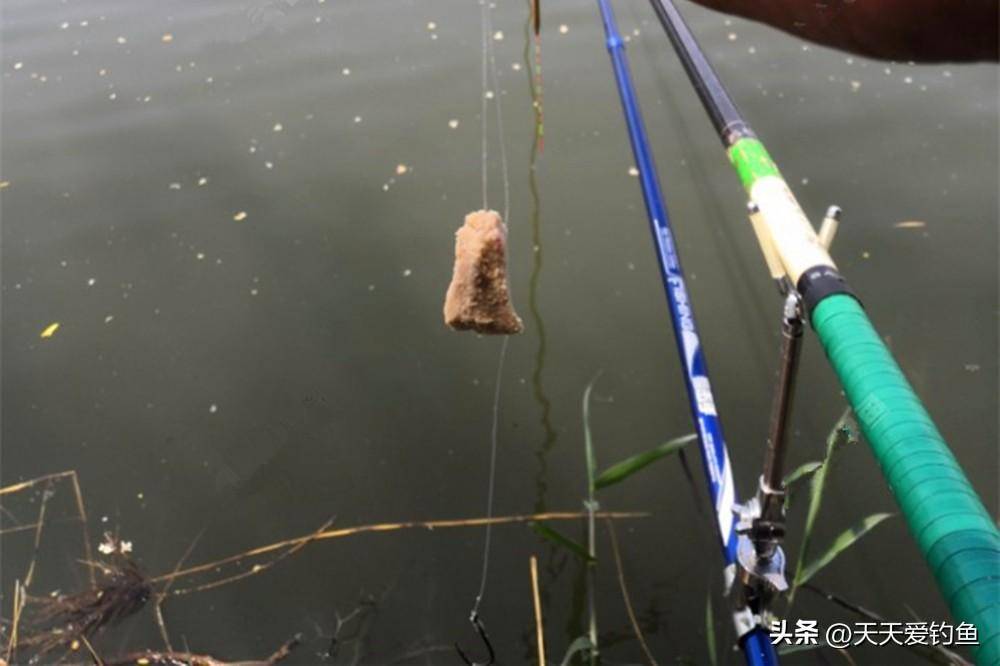 手竿野钓鲢鳙:记住2个核心要点,轻松狂拉大鲢鳙