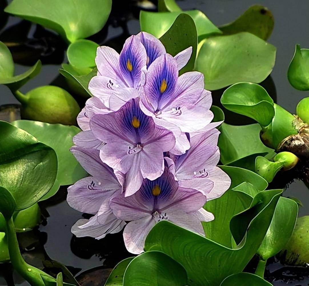 长沙清理3吨水葫芦,同样是水葫芦,我国人人嫌弃,柬埔寨当宝贝?