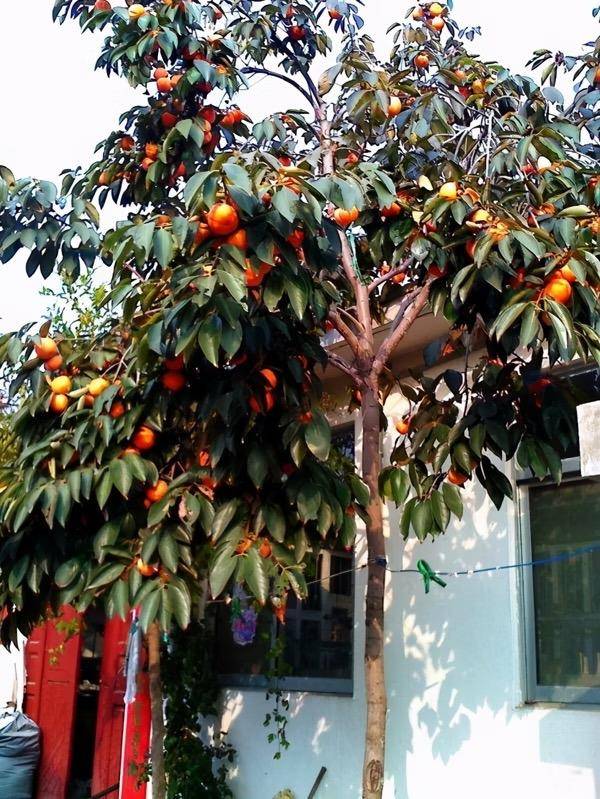 5种果树,养院子里,好吃好养又吉祥,人旺财运旺_种植_技巧_果子