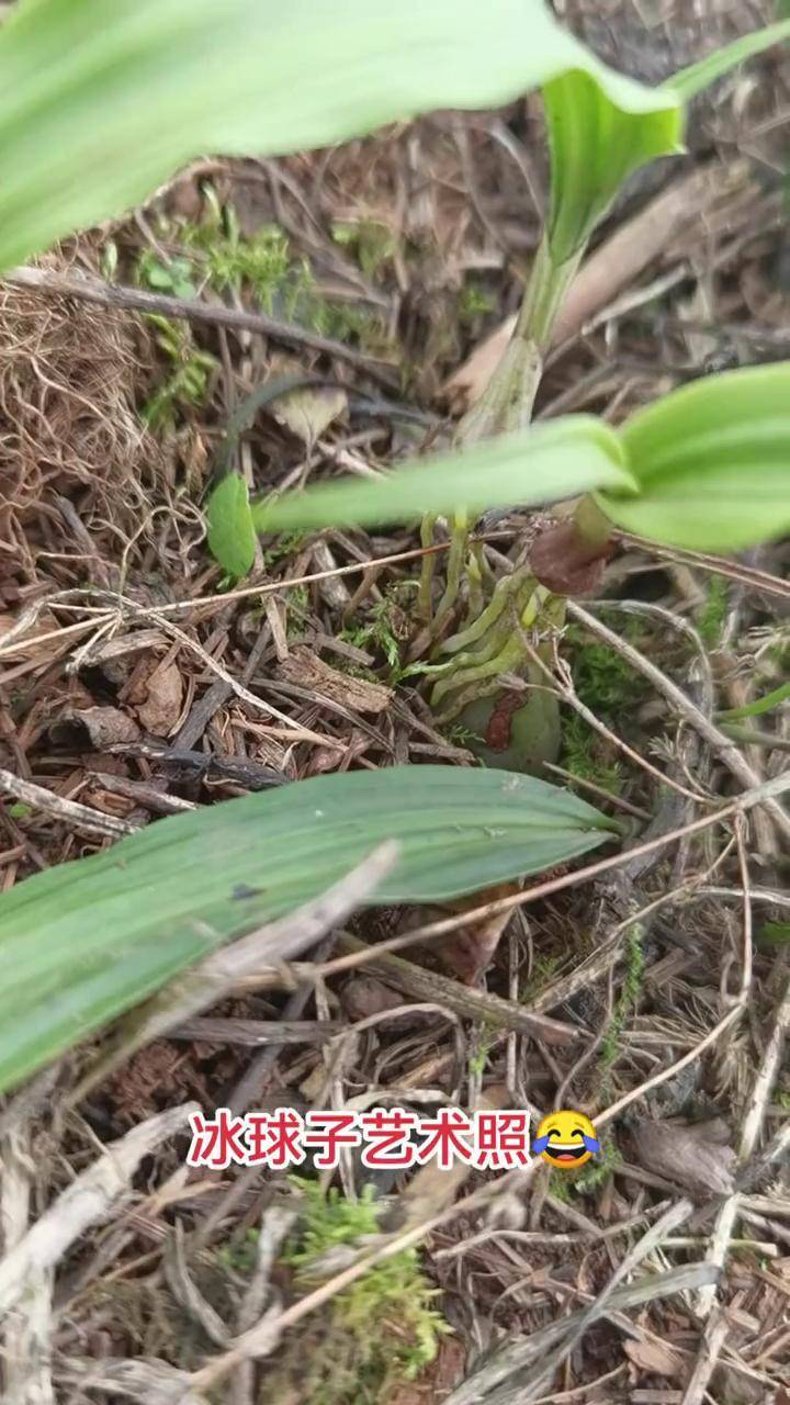 冰球子药材植物图片图片