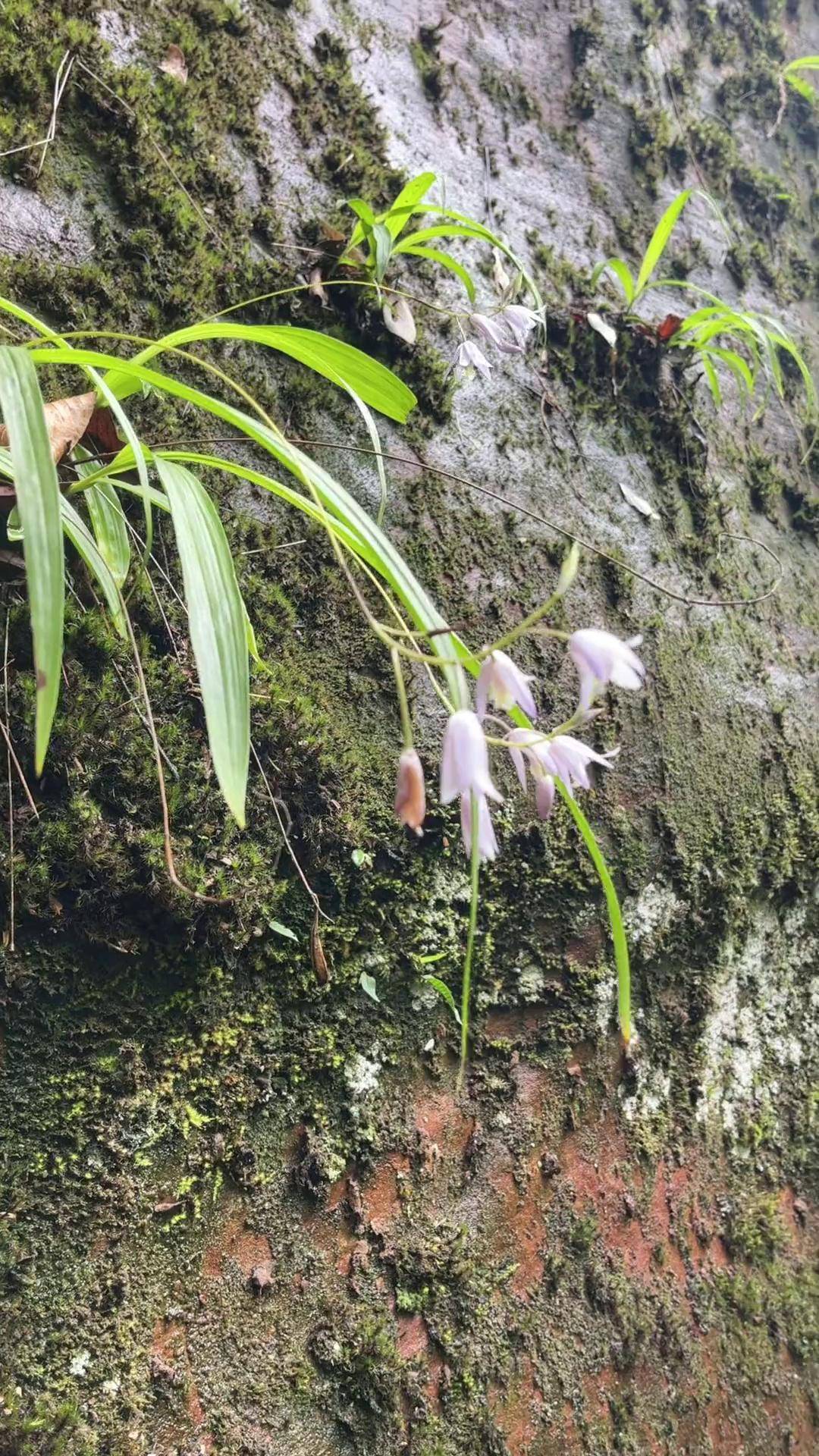 山中偶遇野生白芨,听说最贵的时候差不多二百一斤,就这样带叶子带根一