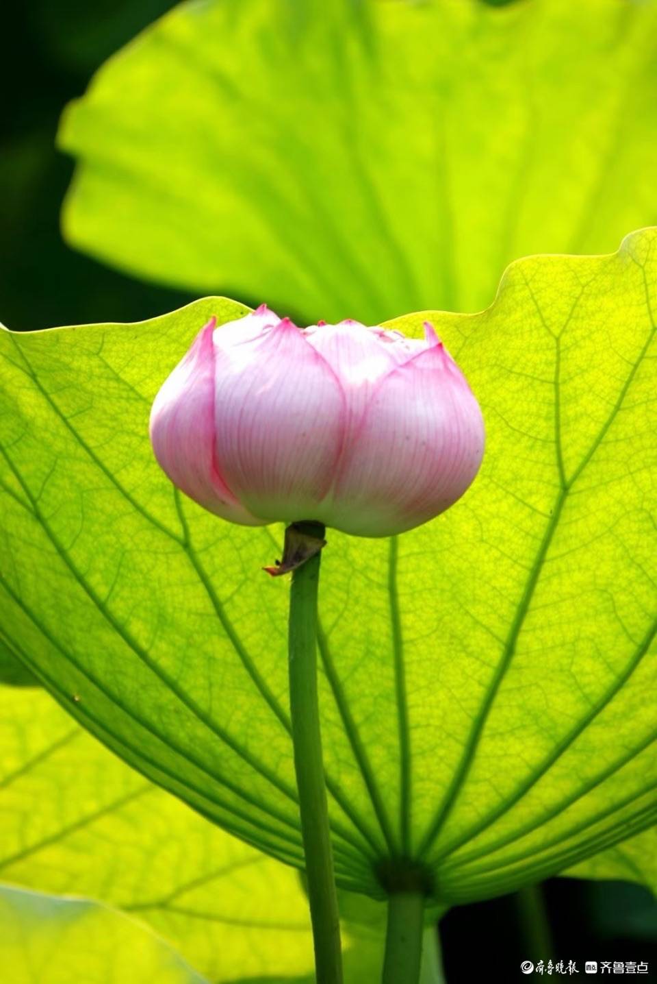 大明湖的"金陵彩虹"荷花开啦!