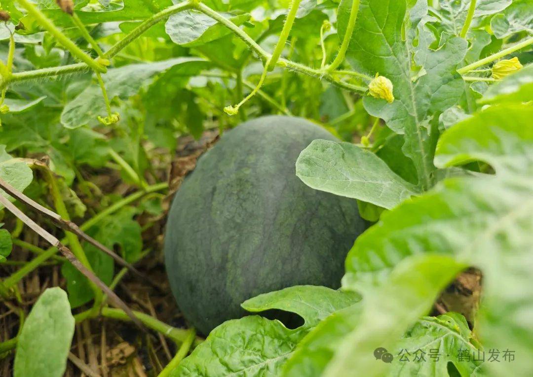 宅梧_台山_西瓜