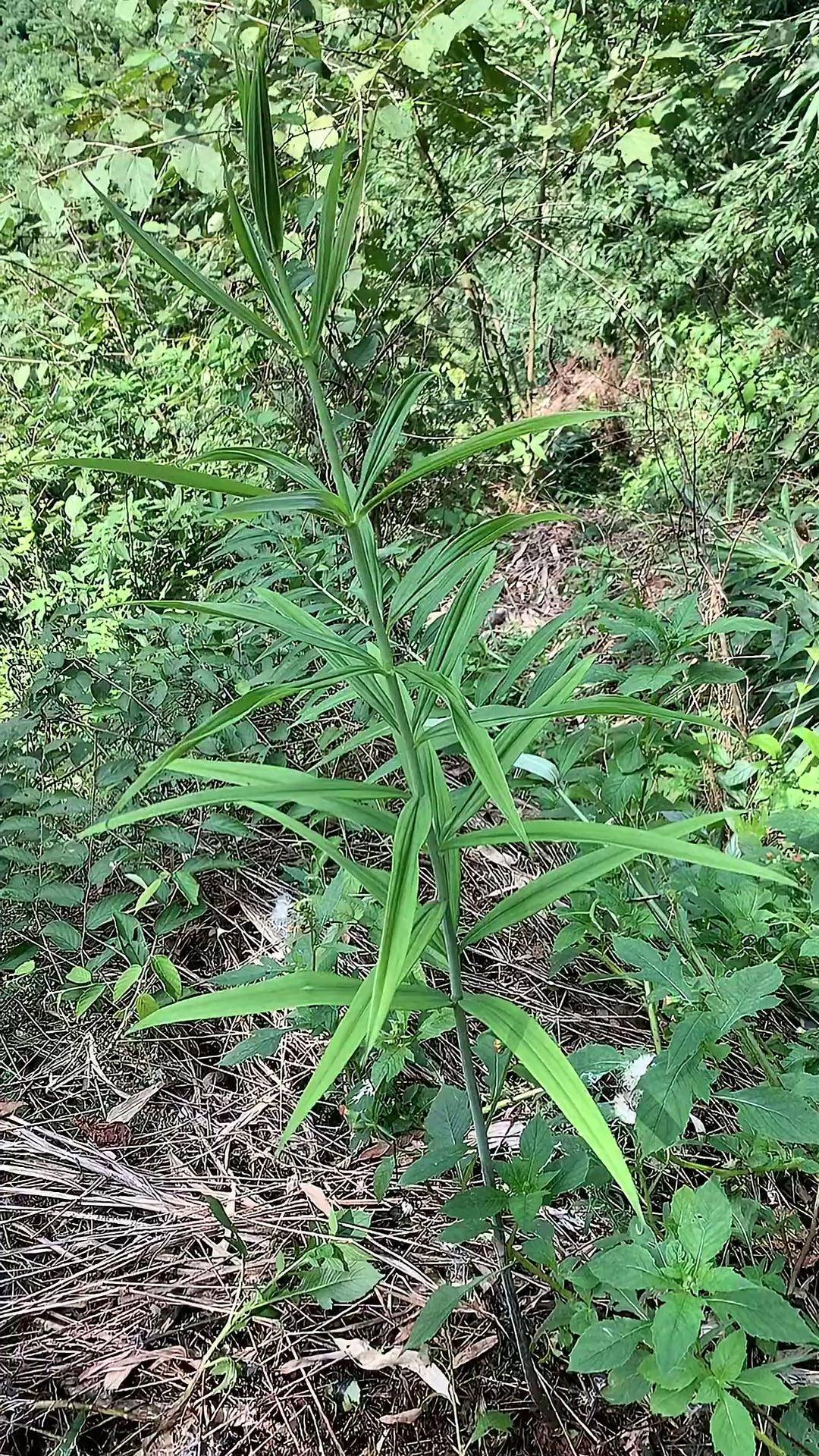 那么大的老虎姜现在好少了