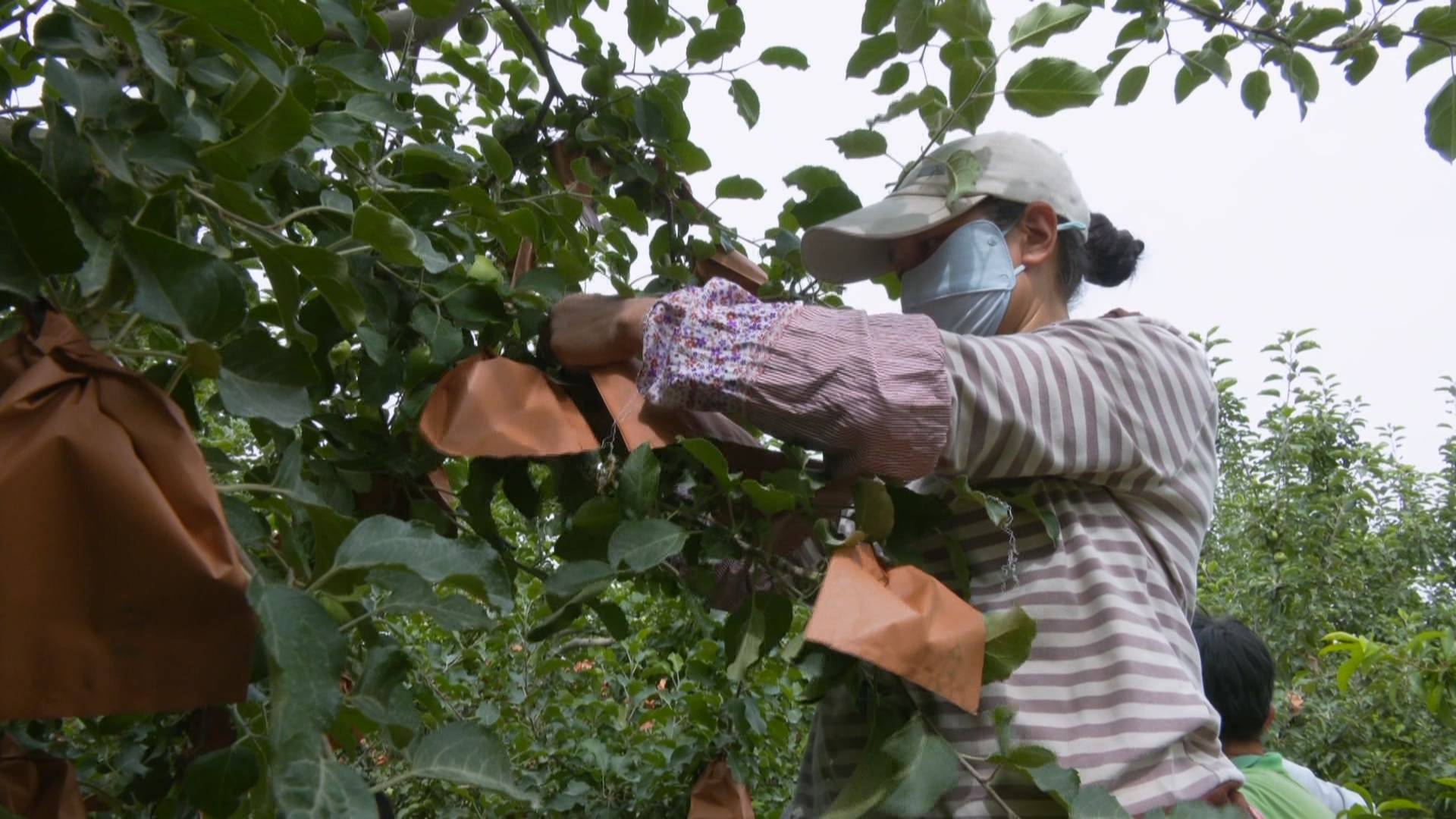 阿克苏市:苹果"穿新衣" 翘盼丰收时_套袋_产业_果实