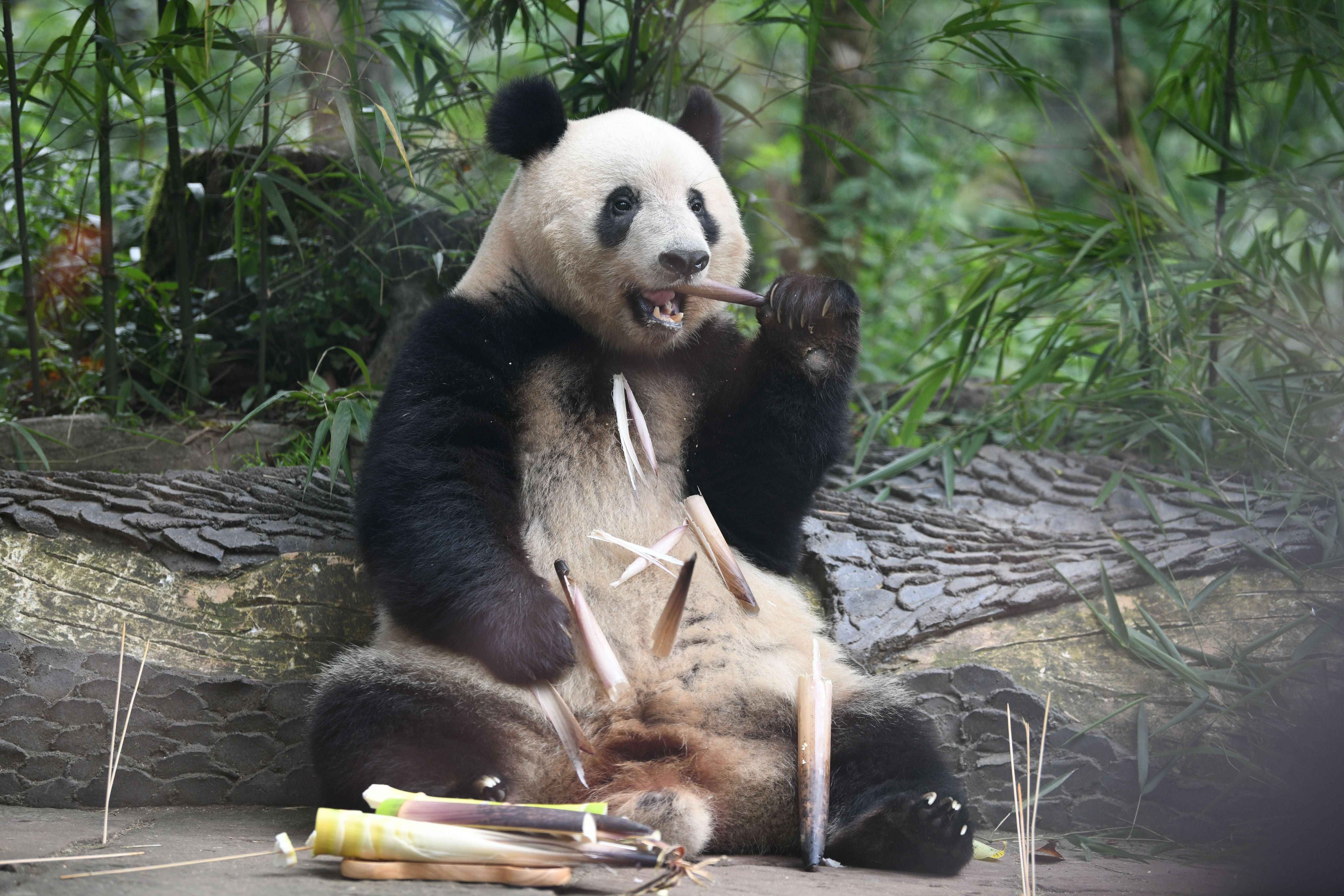 6月12日出生于日本东京上野动物园,是旅日大熊猫"比力"与"仙女"的女儿