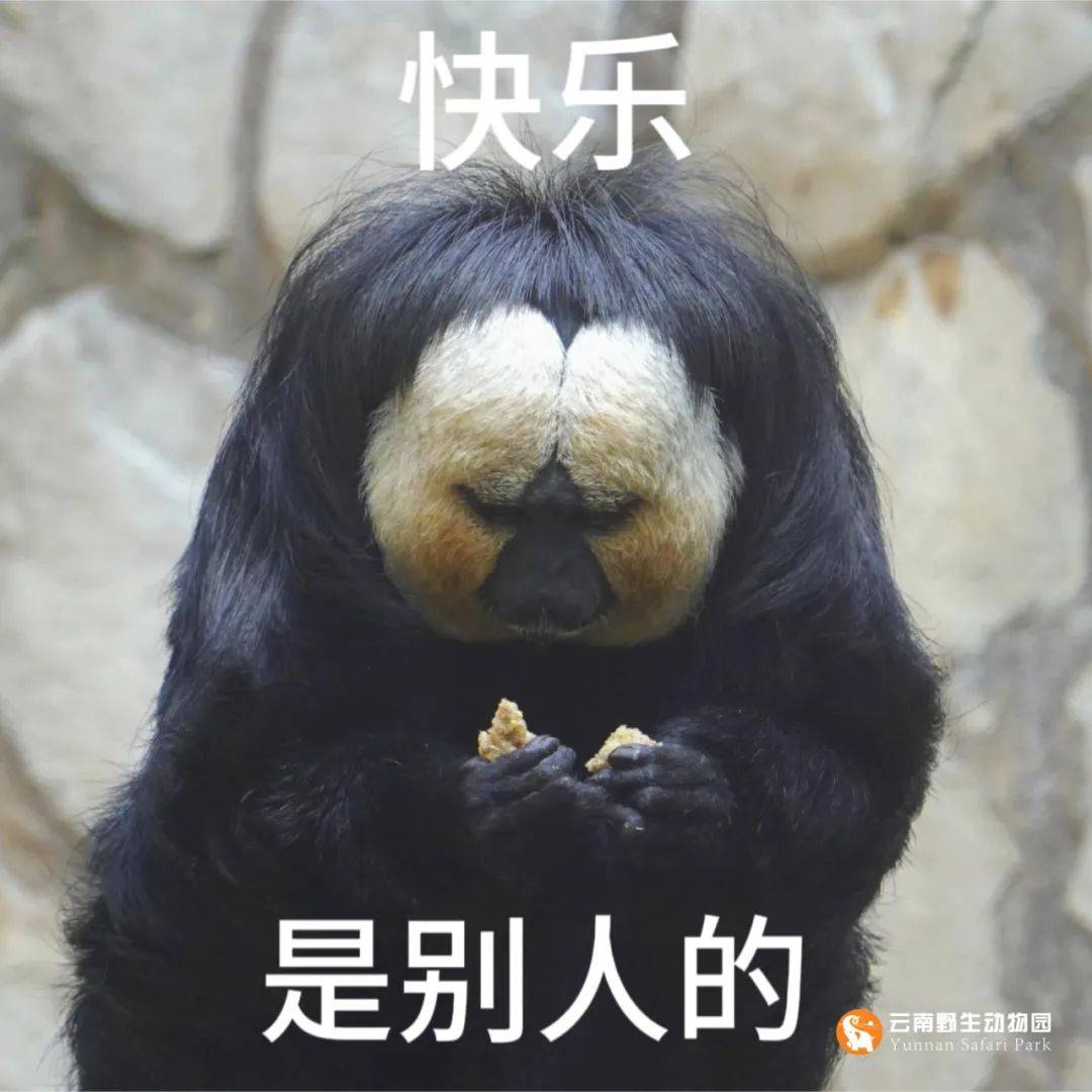 表情包大户【白面僧面猴】也住在这片区域.