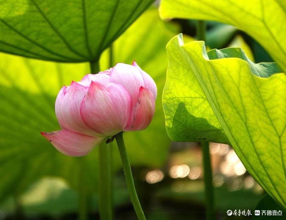 大明湖的"金陵彩虹"荷花开啦!
