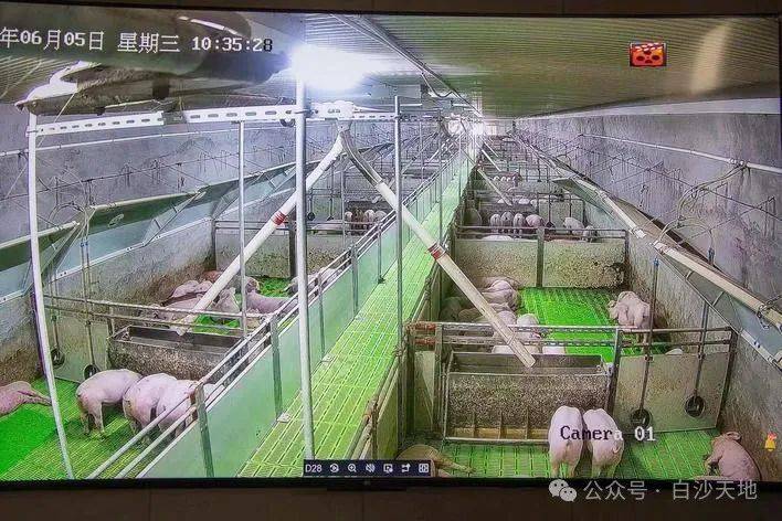 仪征这家猪场到底有何不一样?