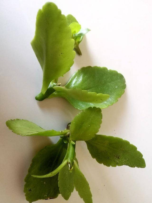 "3种花"不用买,摘个叶子插土里,长成漂亮盆栽,一盆变多盆!