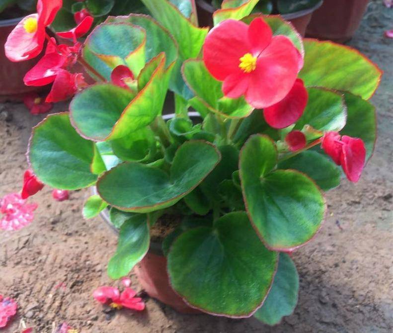 阳台养一盆它,四季都开花,只要注意3点,枝叶繁茂开花美极了_秋海棠