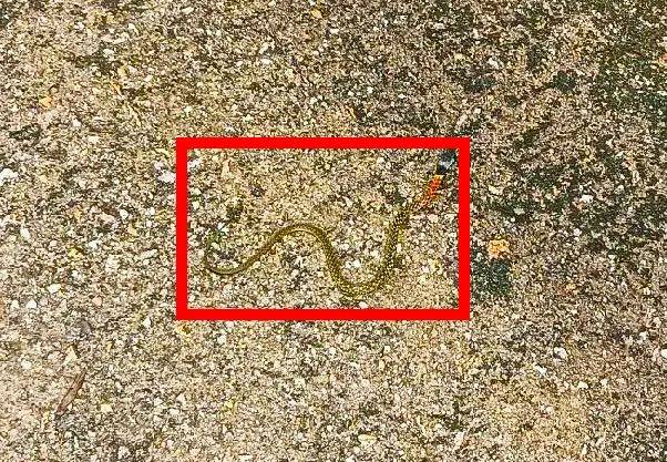 惊!丰顺发现一条绿色蛇