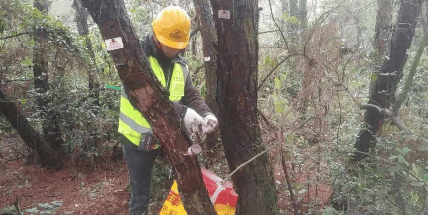 国家采用择伐方针,对那些被确认感染松材线虫病的枯死或濒临枯死松树