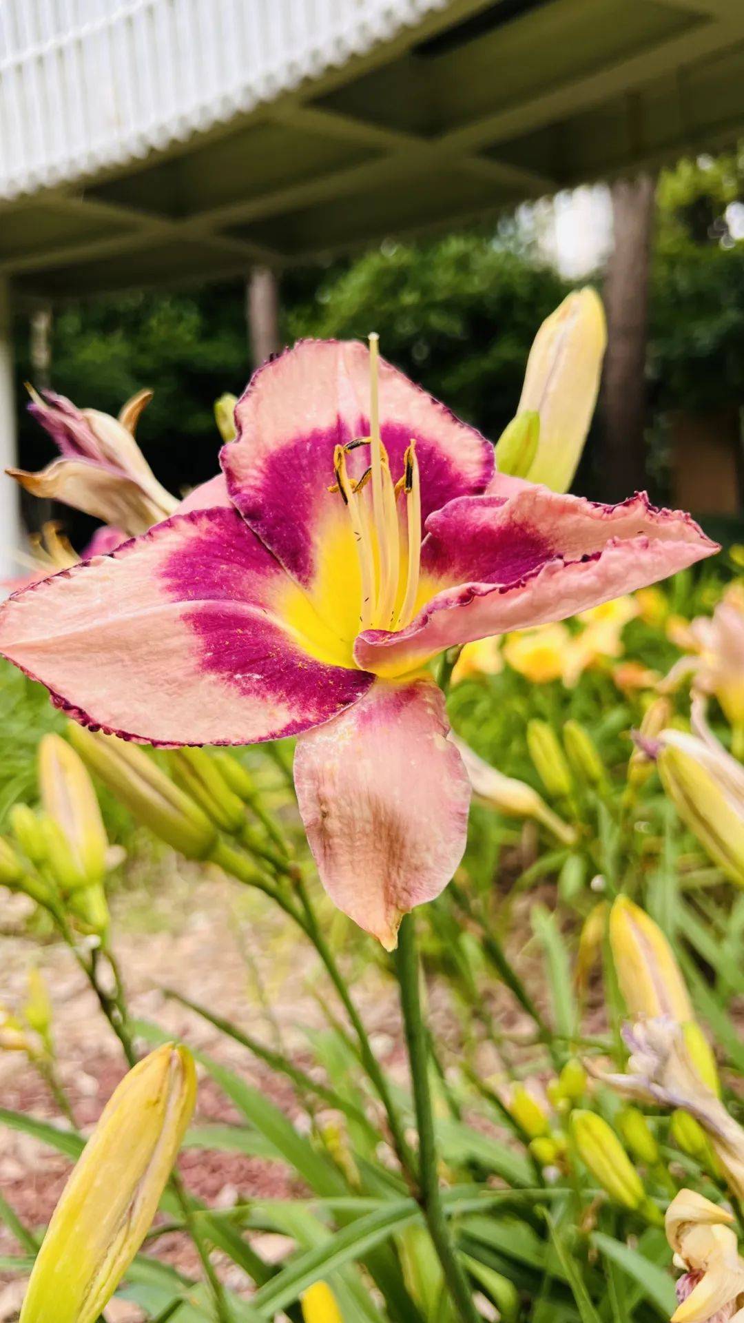 翠竹公园即将拉开帷幕常州市翠竹公园第三届萱草花展6月14日