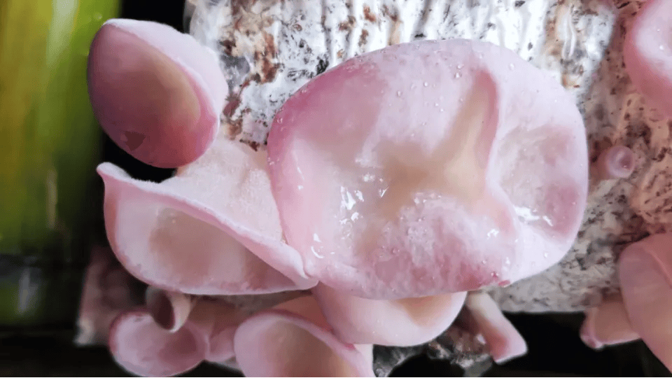 巴中"萌新"粉木耳,亮相啦