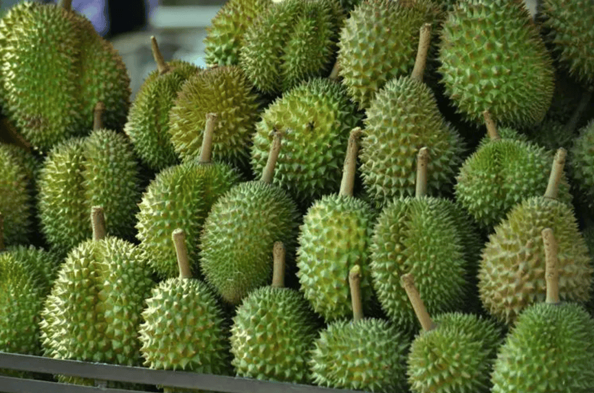 柬埔寨榴莲"瞄准"中国市场,对华出口谈判正在进行中_水果_农作物_高棉