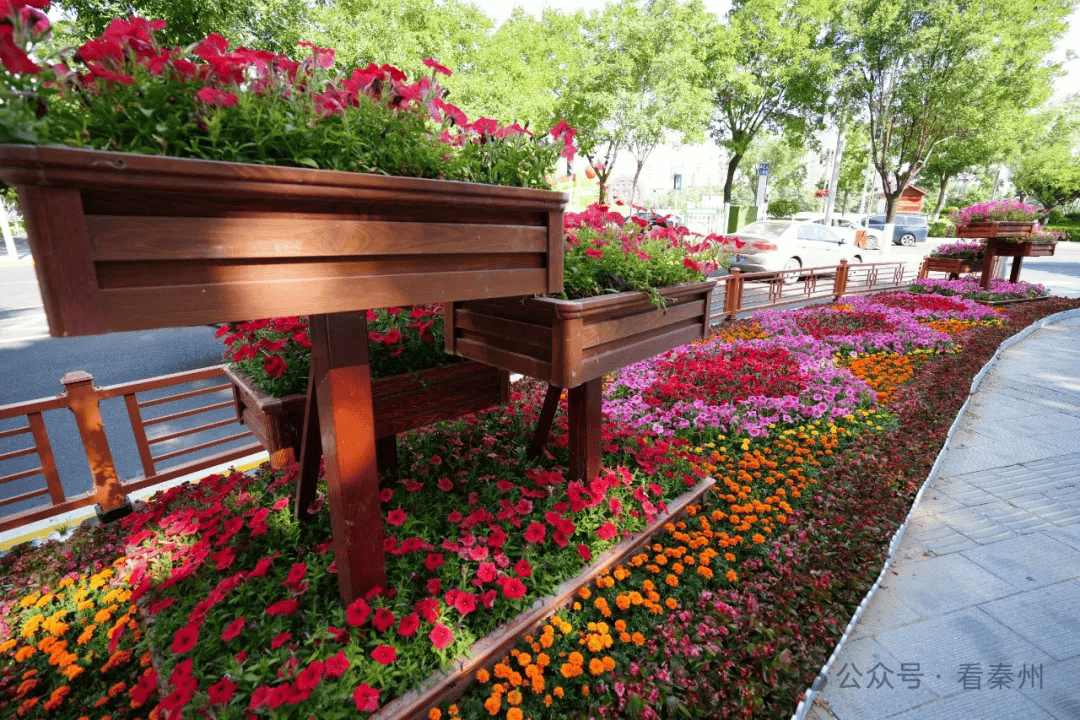 喜迎八方宾客,秦州区200万盆鲜花扮靓城市!