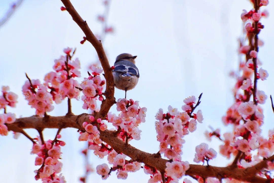 古尔邦节巴州旅游攻略,助你畅游无忧!