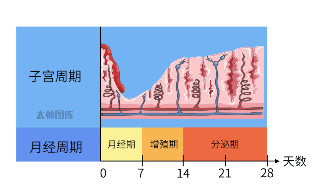 内膜_子宫_经期
