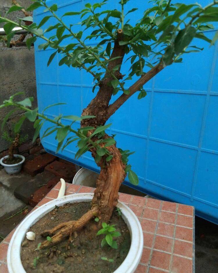 1种盆景,秋天剪1个枝插土里,长根发芽,年年结果,能吃又美观