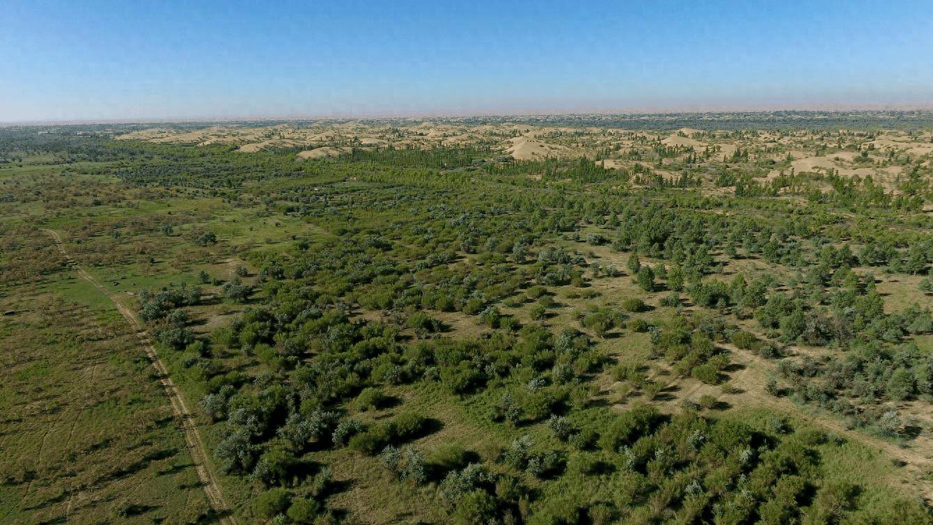 库布其沙漠治理:全球荒漠化防治新标杆