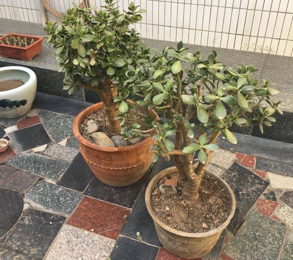 室内如何养好玉树盆景?关键在于"3点",枝干挺拔叶色油亮