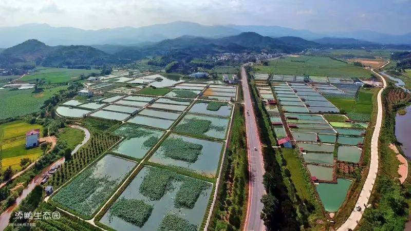 央媒看抚州|央媒大篇幅报道!新质生产力"孵化"出龟鳖生态产业链!
