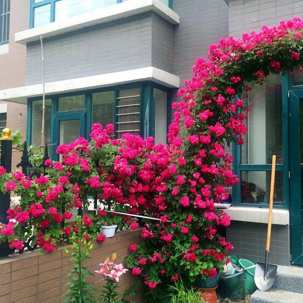 有小院子,就养"5种花",很耐寒很漂亮皮实,一年长势比一年旺