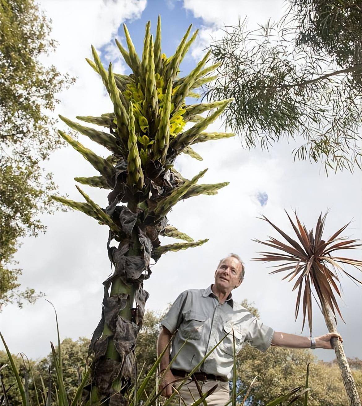 将羊诱捕并"吃掉"的"食羊树",羊靠近就是死,温度达40℃还会自燃